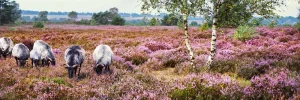 Heidschnucke in der Lüneburger Heide