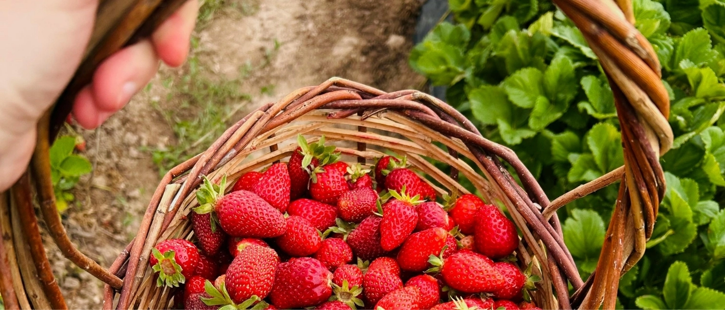 Erdbeeren pfluecken header