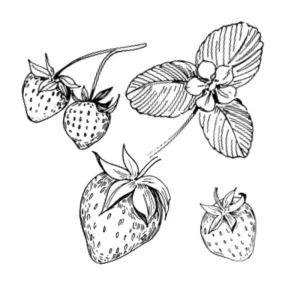 Erdbeeren Icon