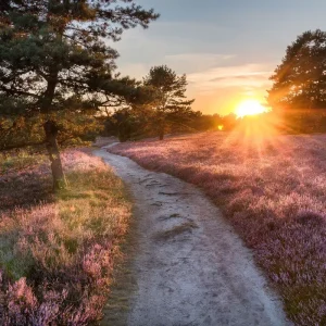 Lüneburger Heide