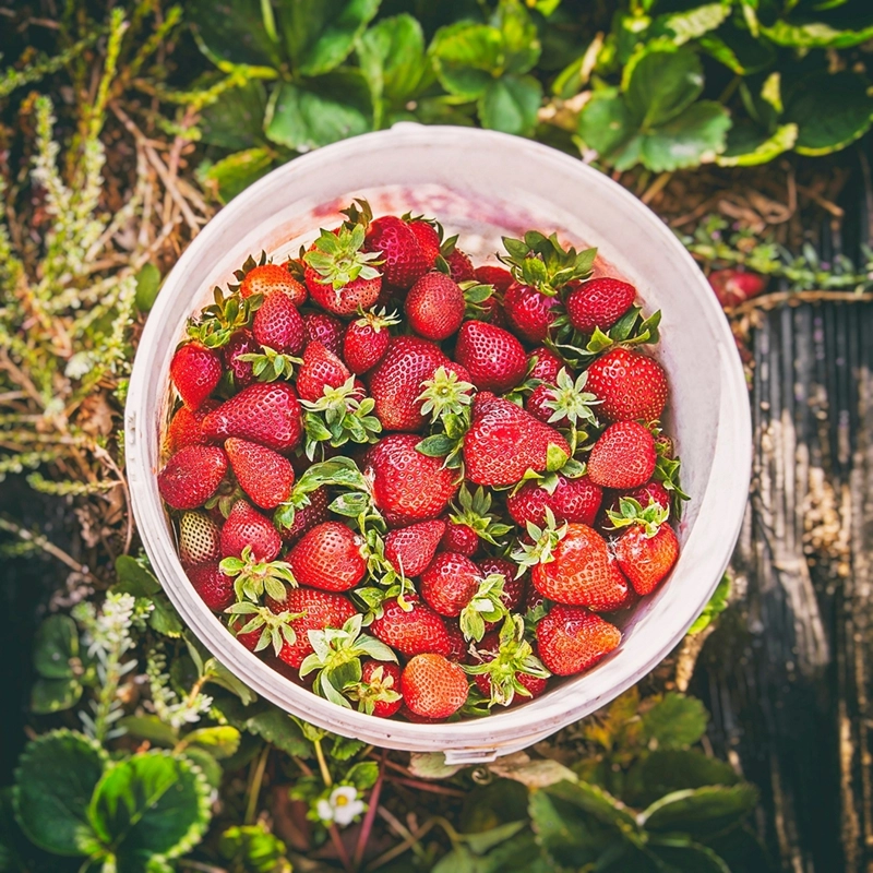 erdbeeren gepflueckt Kopie