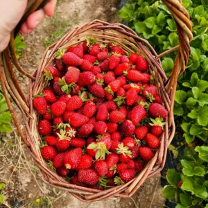 erdbeeren im korb Kopie